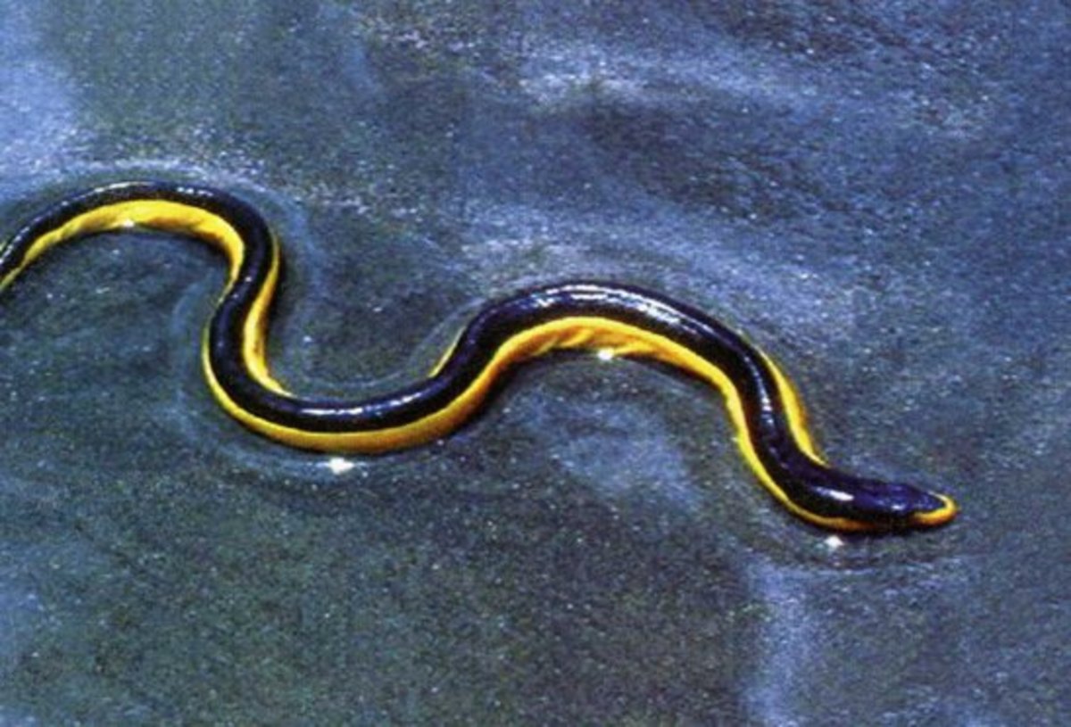 Sea Snake
