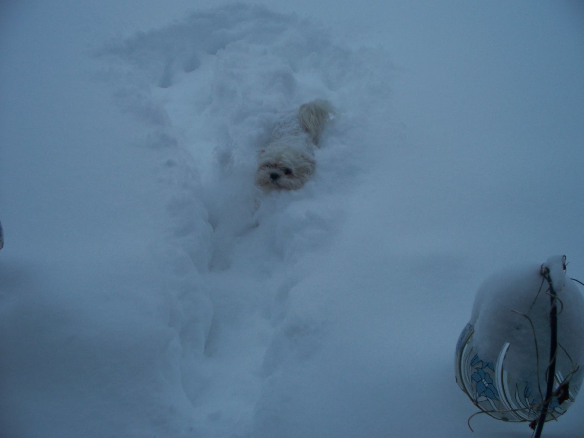 Our puppy decided she was going to play in the snow till she realized how deep it was. It is so deep she looked like she was swimming.