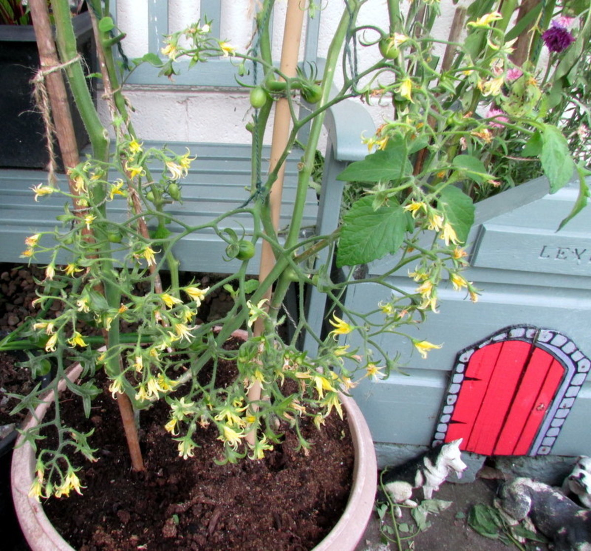 Tomato plants attached to stakes