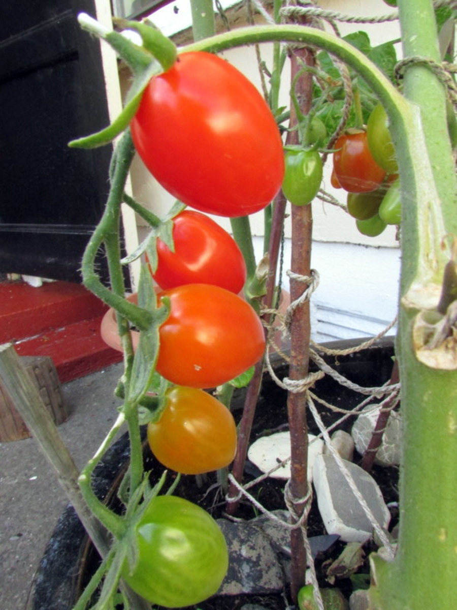 How to Grow Plum Tomatoes From Seeds in Containers