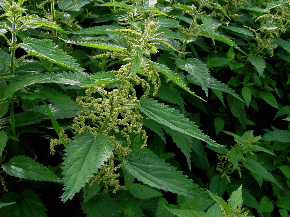NETTLE FOLIAGE IS THE SIMPLE TYPE. IT ALSO HAS SERRATED TEETH ALONG THE MARGIN
