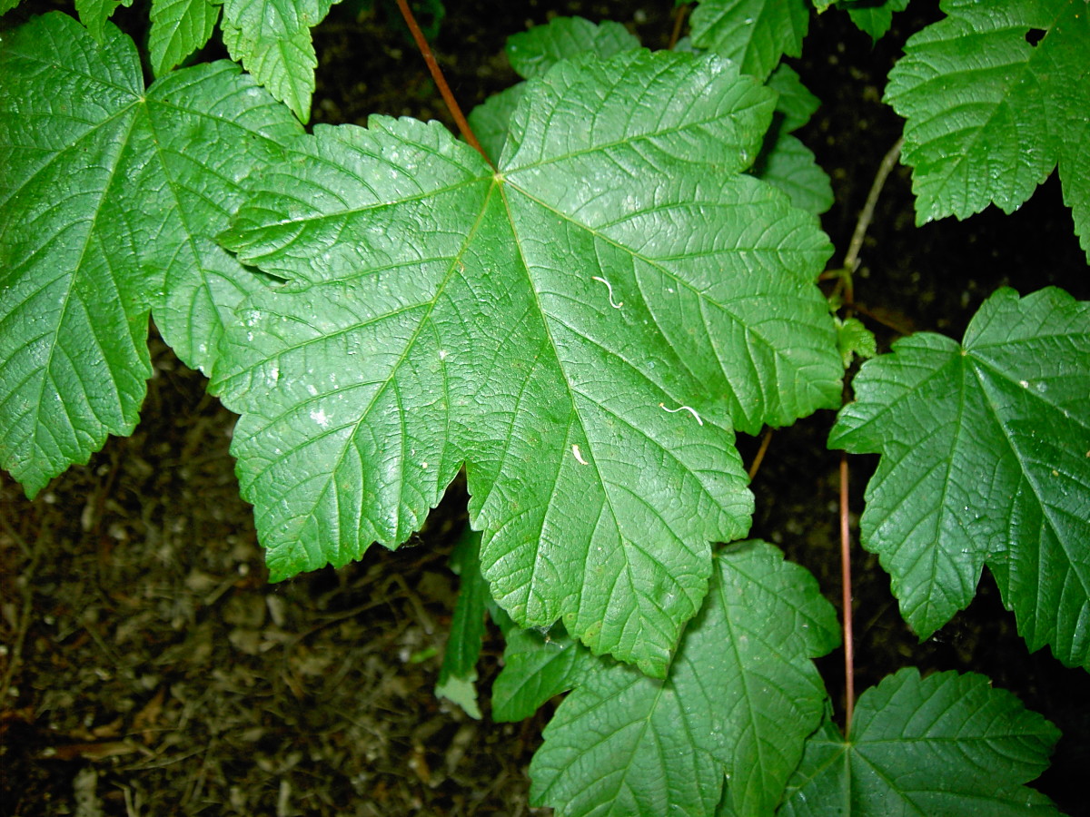 The various patterns formed by the veins are called venation.