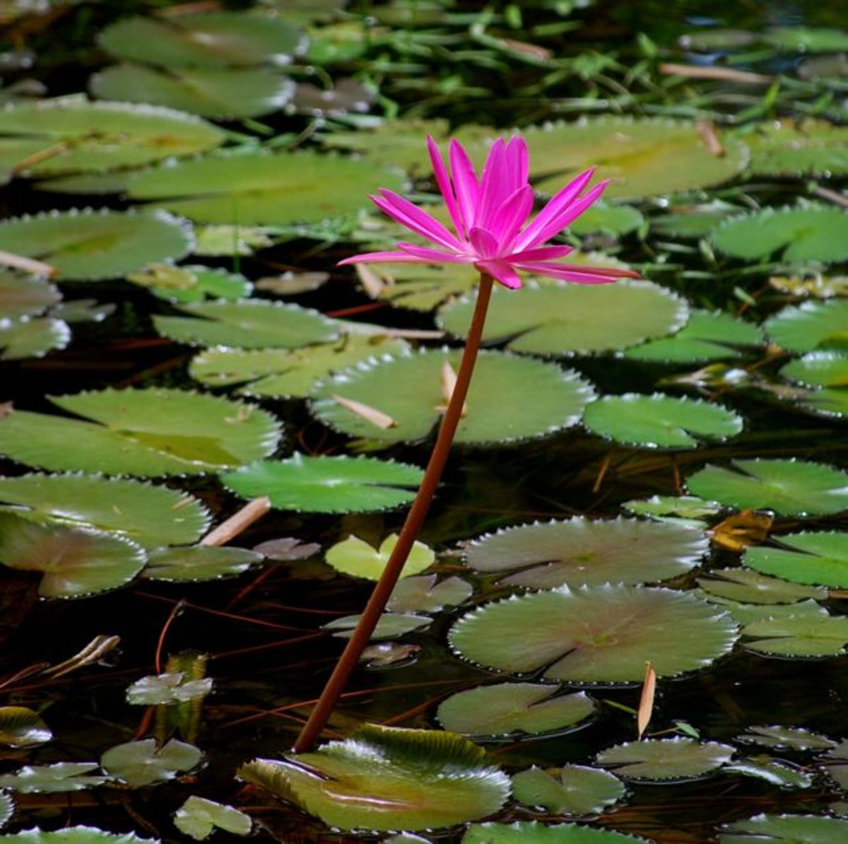 Water lily in a pond at Sonaisali Island resort, Fiji