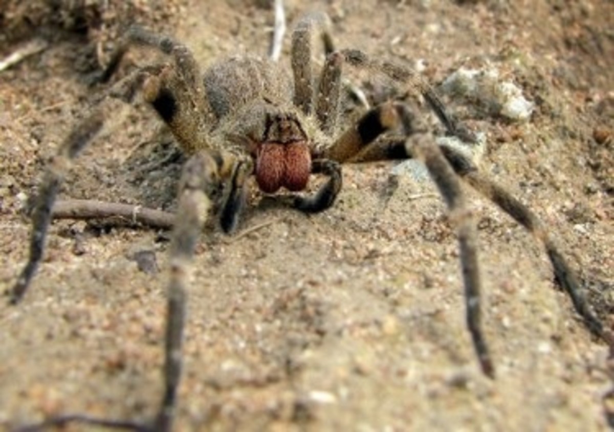 The Worlds Most Deadly Poisonous & Venomous Spiders List