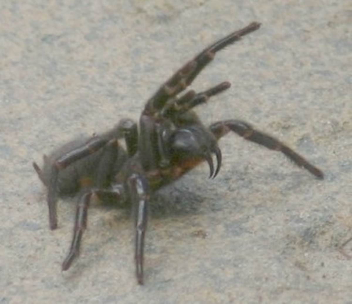 the-worlds-most-poisonous-spiders