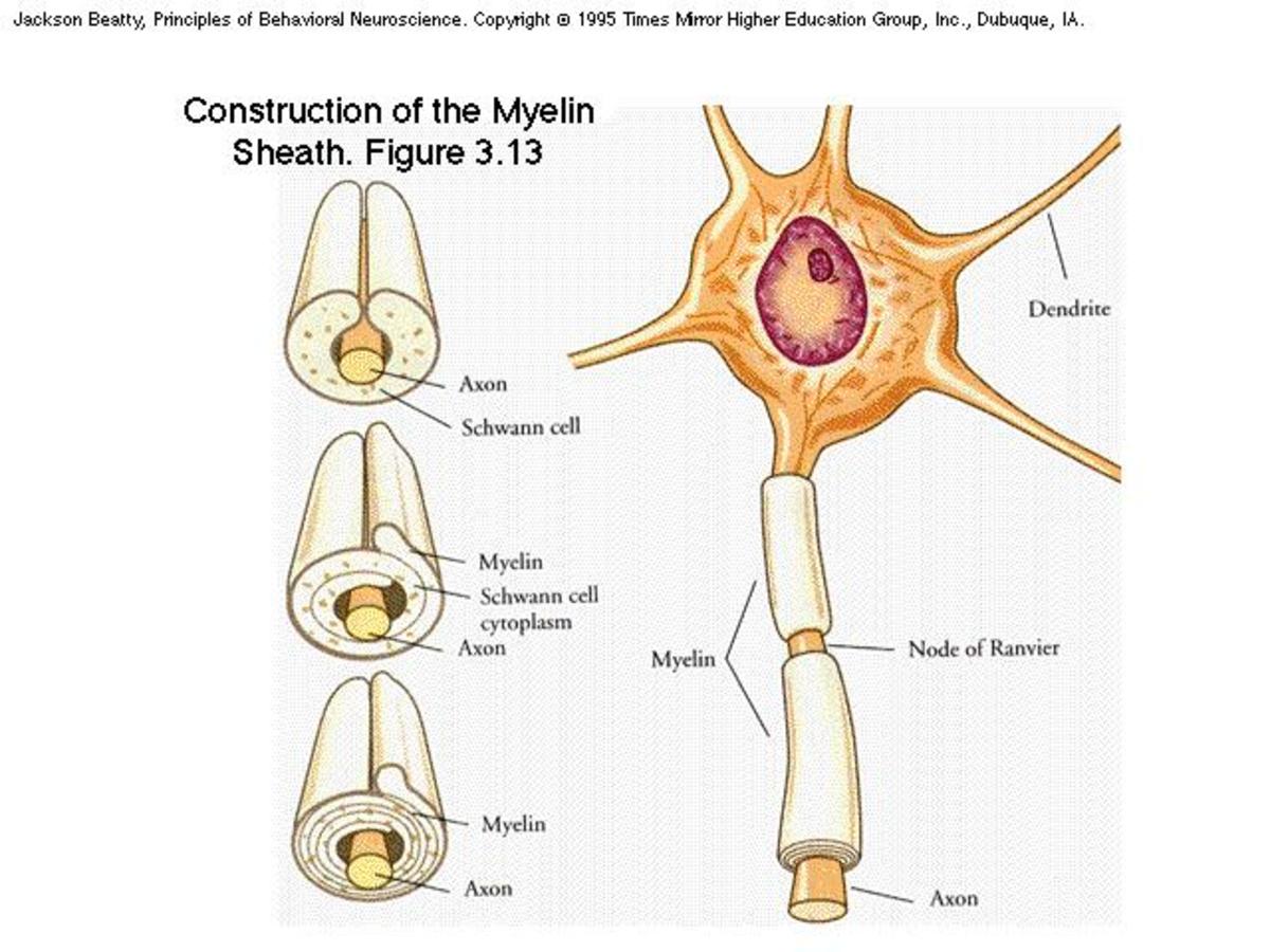 Diagram to show what the myelin sheath is made up of.