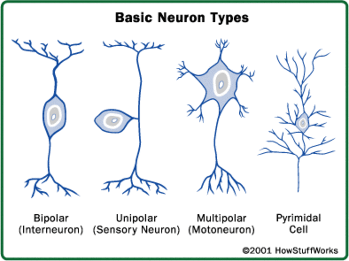 An overview of the structural differences between neurones