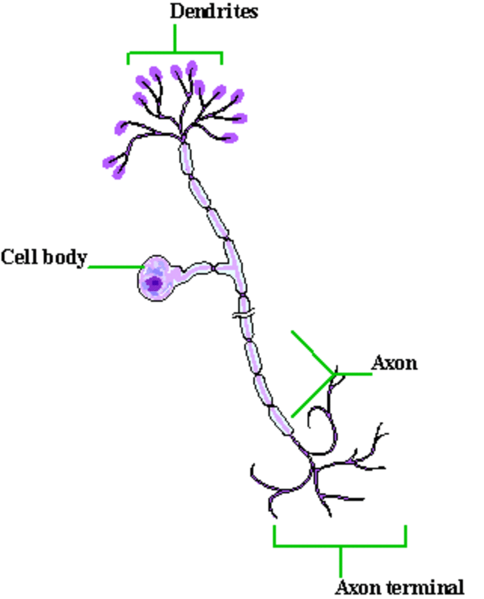 Diagram of a Sensory Neurone