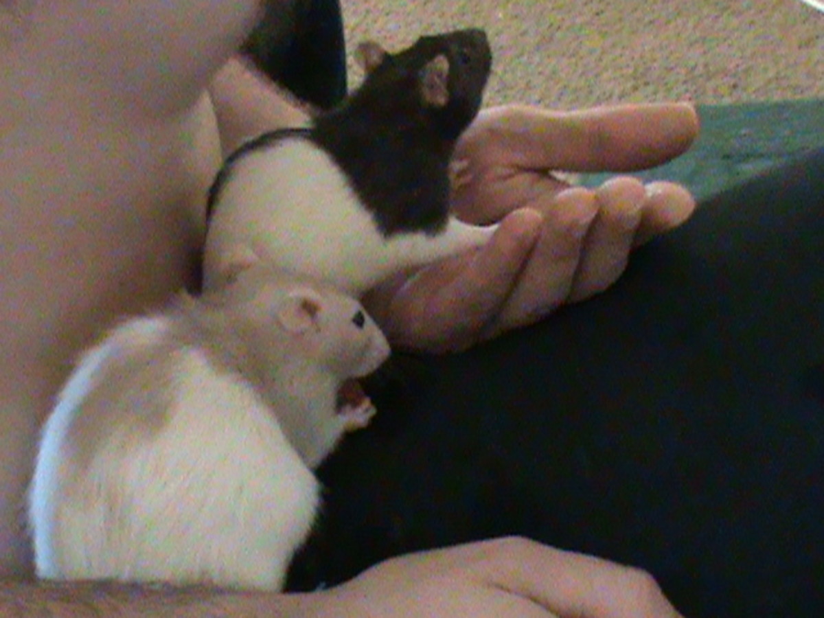 "Cupcake" and "Cookie" Pet rats eating watermelon.
