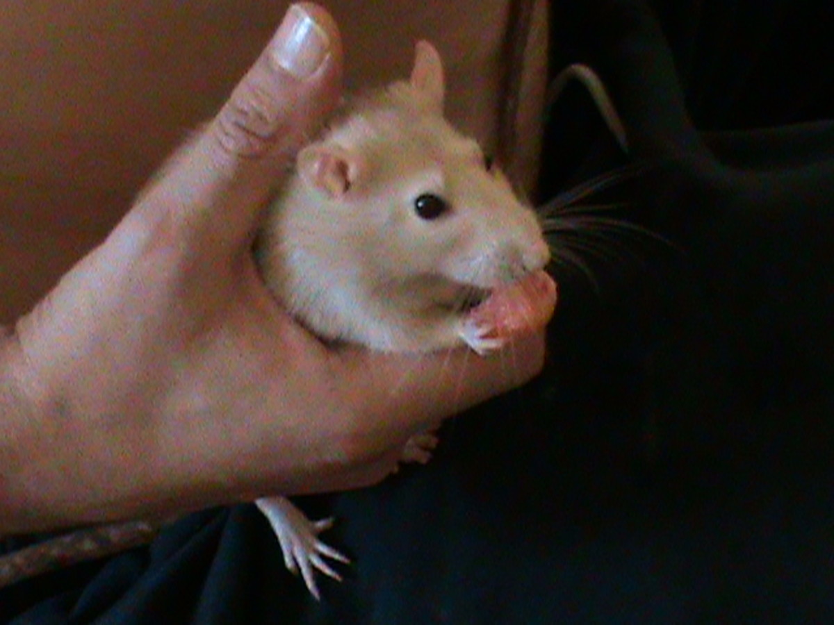 Pet Rat "Cookie" eating fresh watermelon