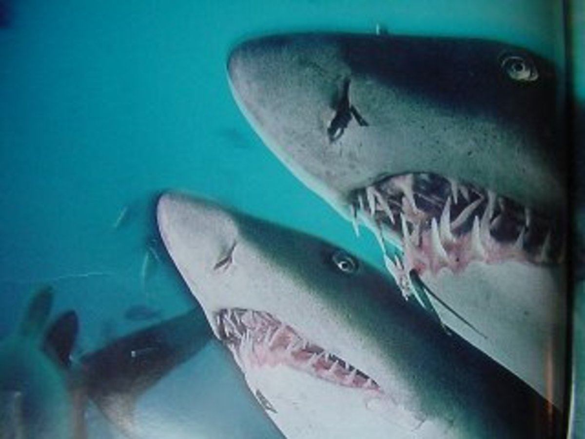 Types of Sharks in the Red Sea - HubPages