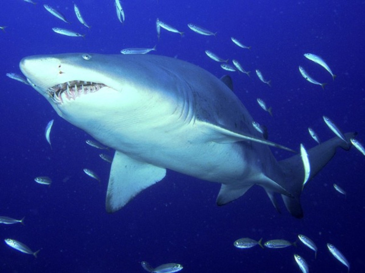 sand tiger shark