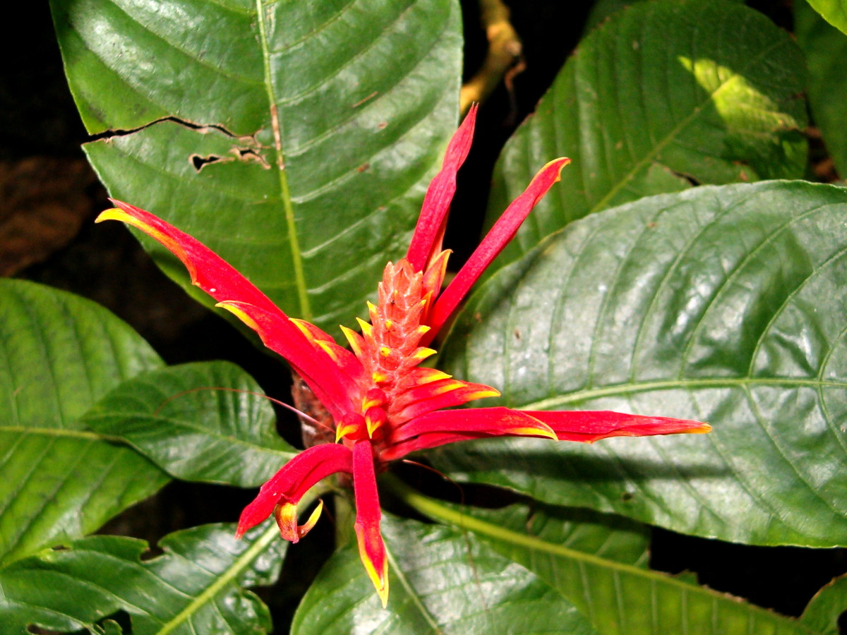 Pointy red petaled tropical flower