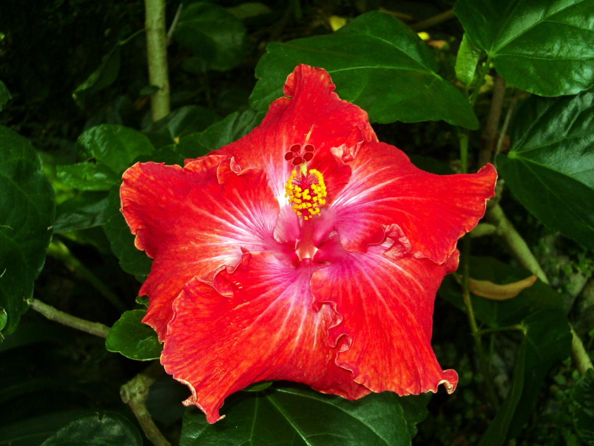 odd-unknown-tropical-flowers