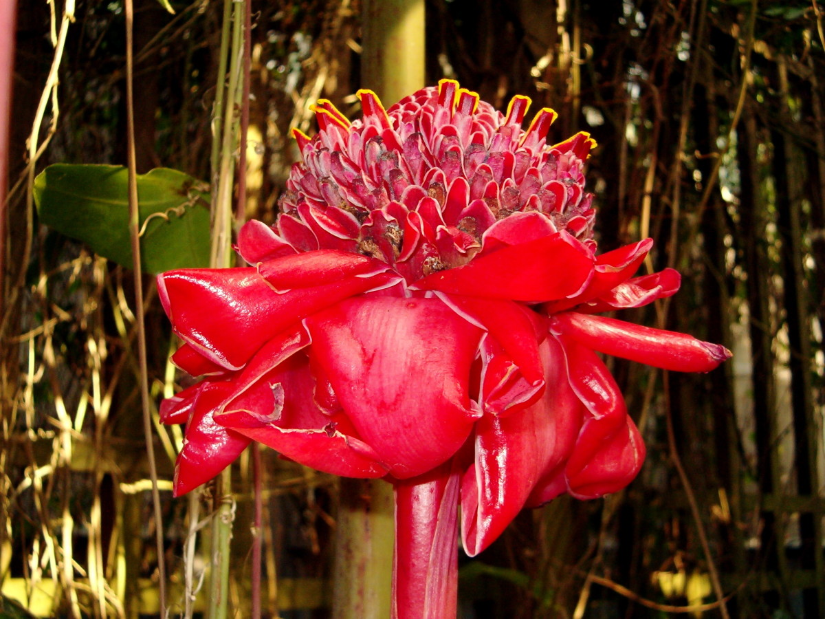 One of the most interesting of the tropical flowers I have ever seen.  
