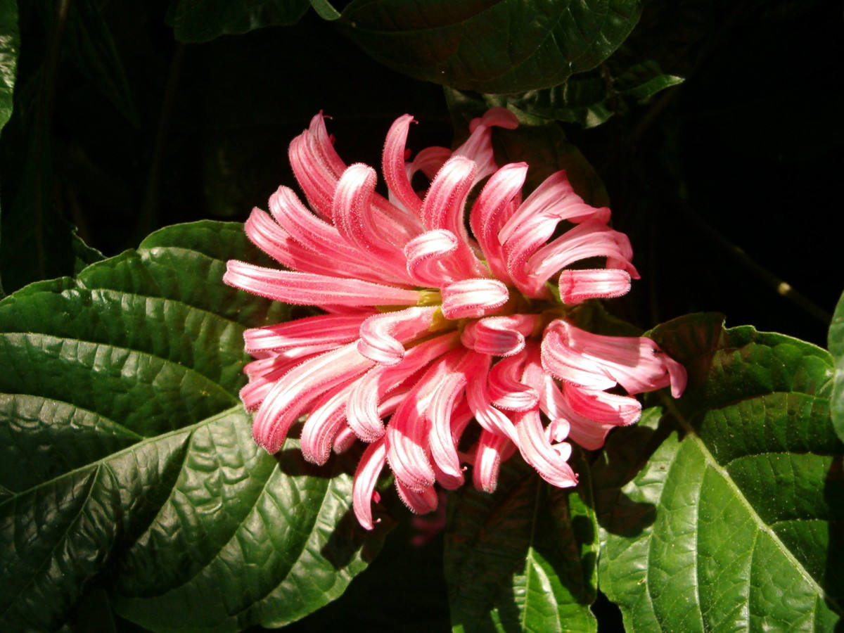 Pink Tropical Flower with narrow curly petals