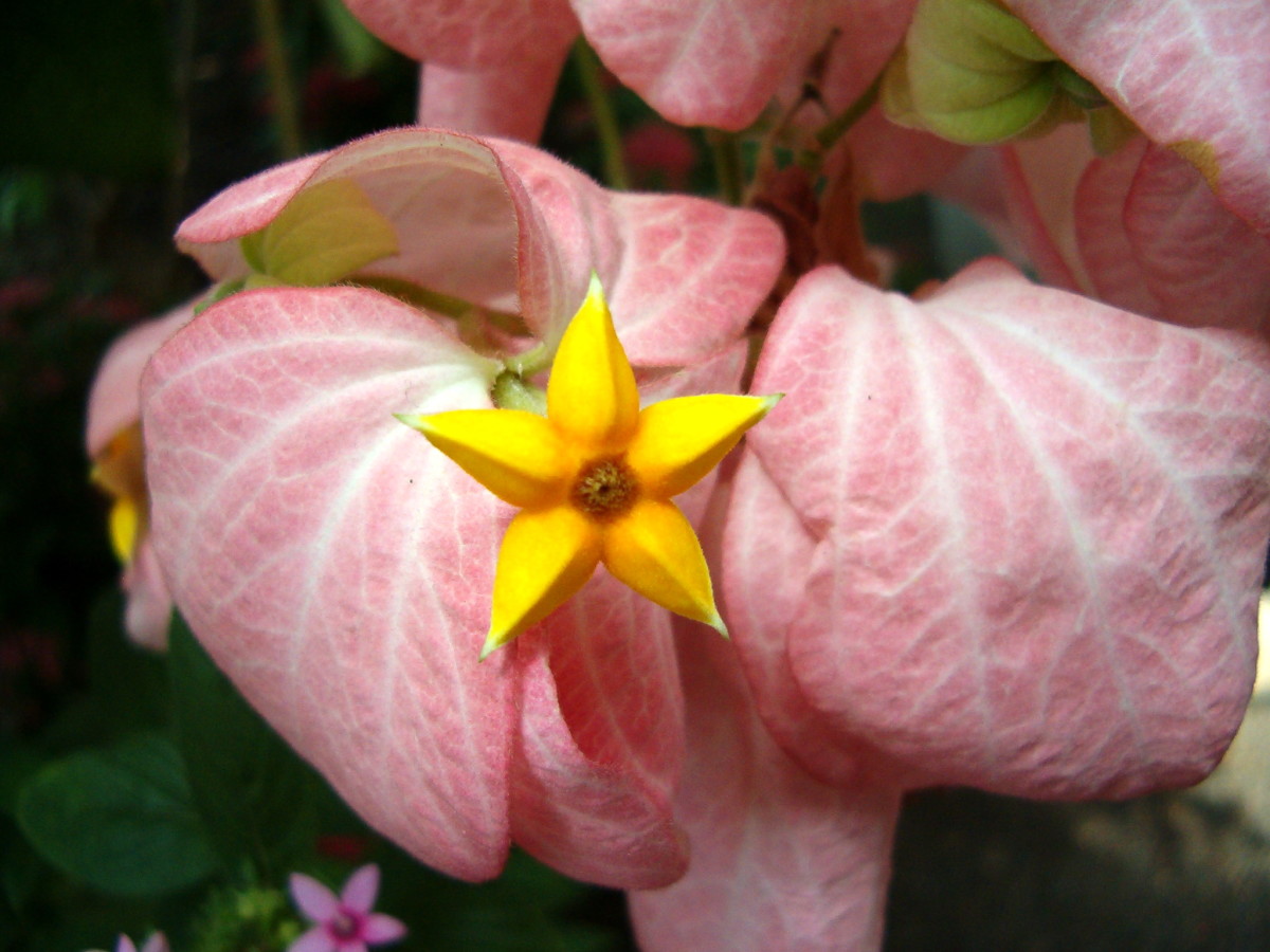 Pink with large petals and bright yellow star shaped part in the middle.