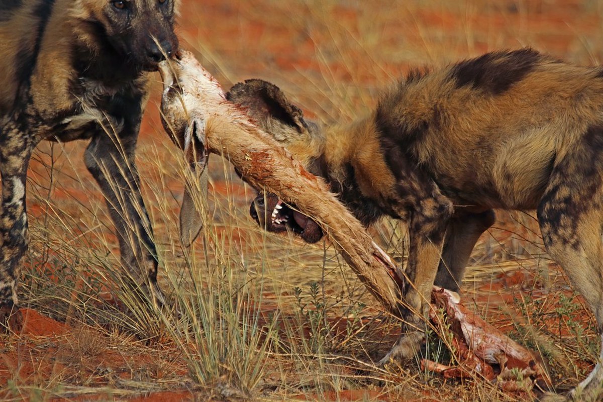 African wild dogs feed on prey
