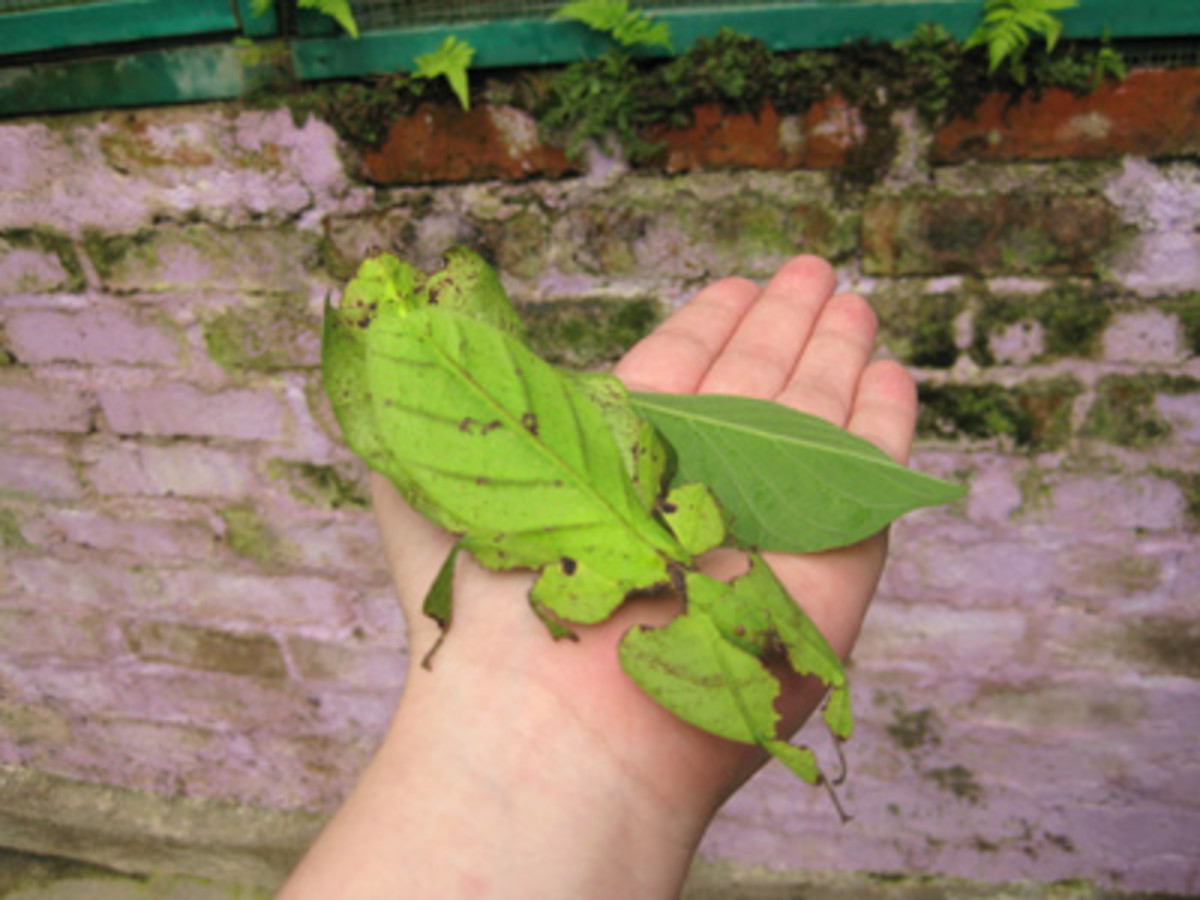 Holding a large native Malaysian leaf insect. It was so light it felt like one sheet of tissue paper.