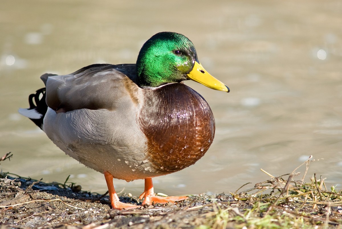 This duck looks like one of the birds that visited my garden. He's a mallard duck.