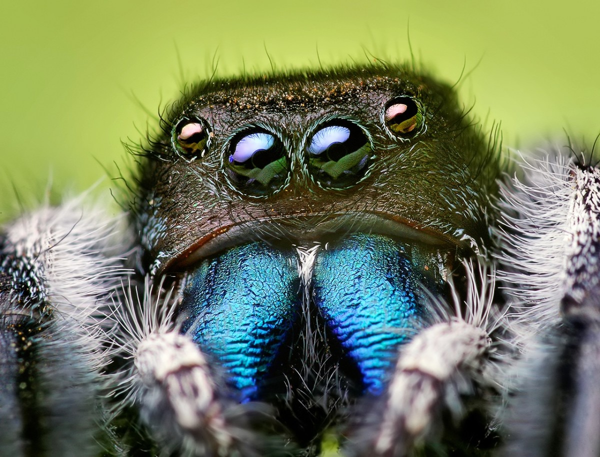 The face of a jumping spider