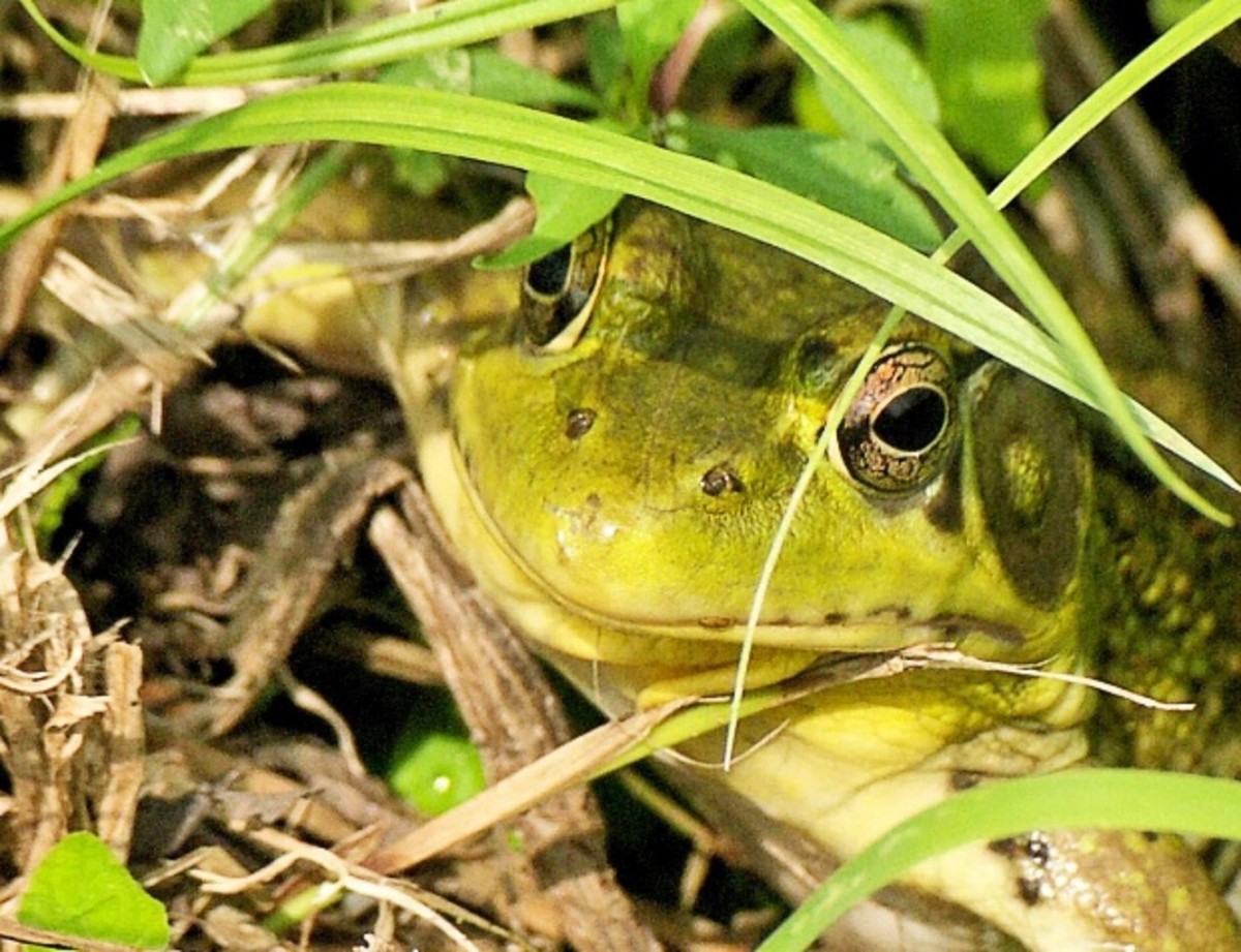 Frogs often visit my garden pond.
