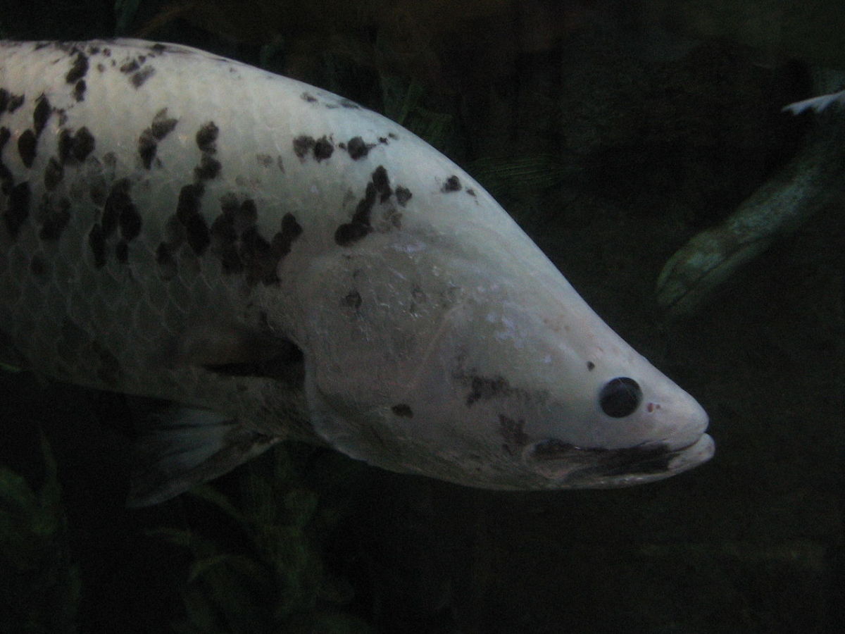 barramundinutritioussuperfoodfish