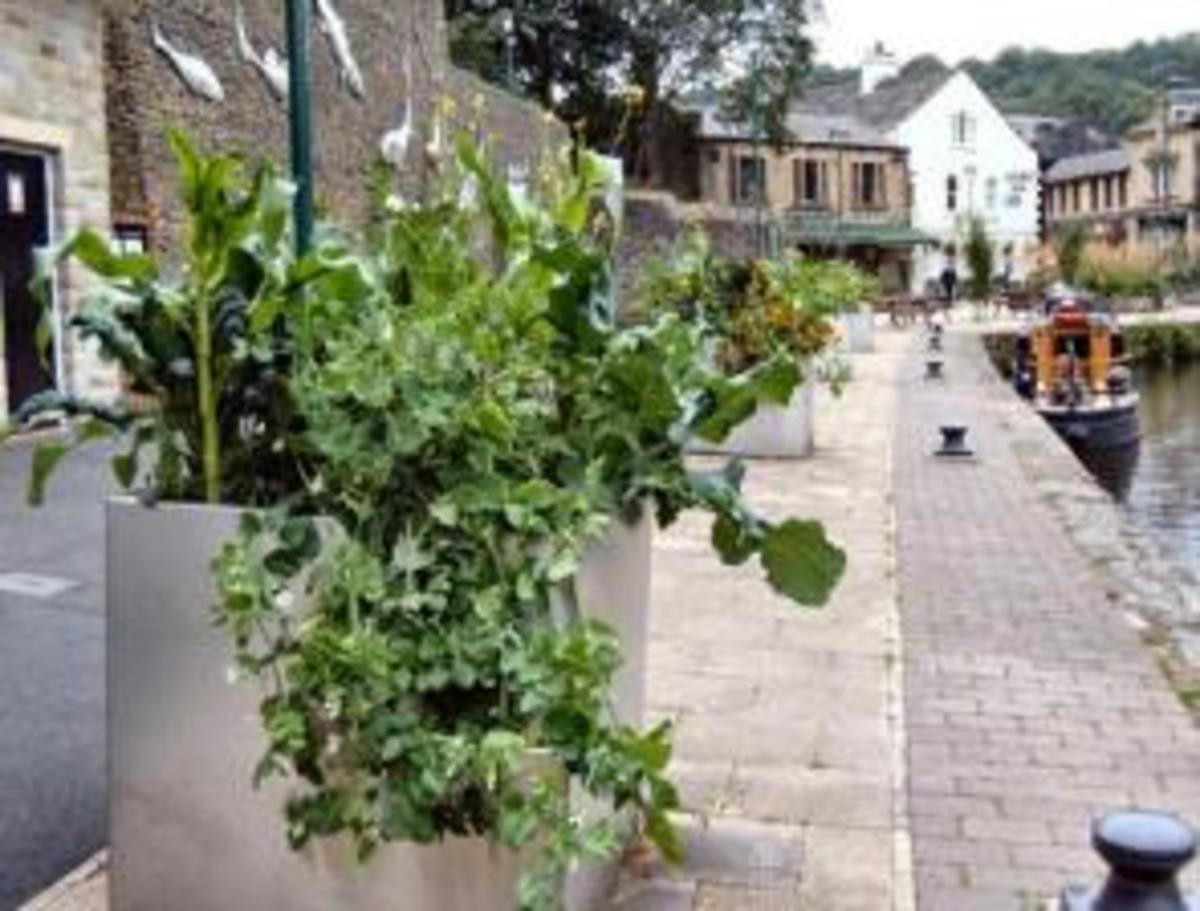 grow-vegetables-in-villages-towns-cities-parks-and-public-places-instead-of-flowers-free-food-for-all