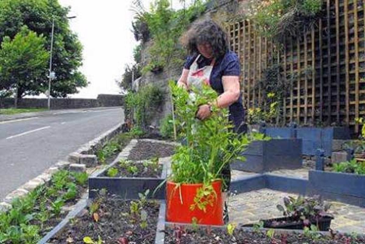 grow-vegetables-in-villages-towns-cities-parks-and-public-places-instead-of-flowers-free-food-for-all