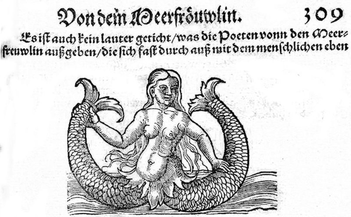 Extraordinary 16th century image of a double-tailed mermaid