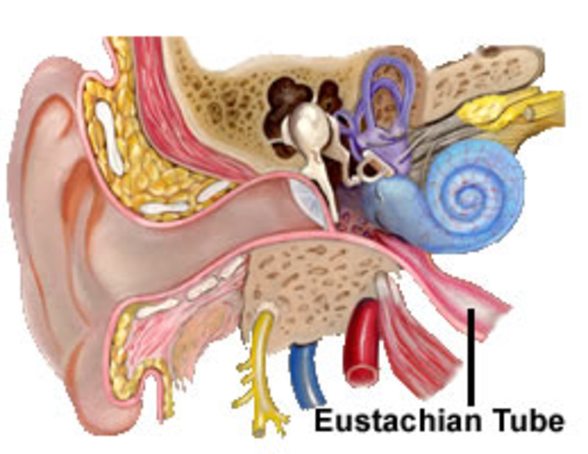 Eustachian Tube