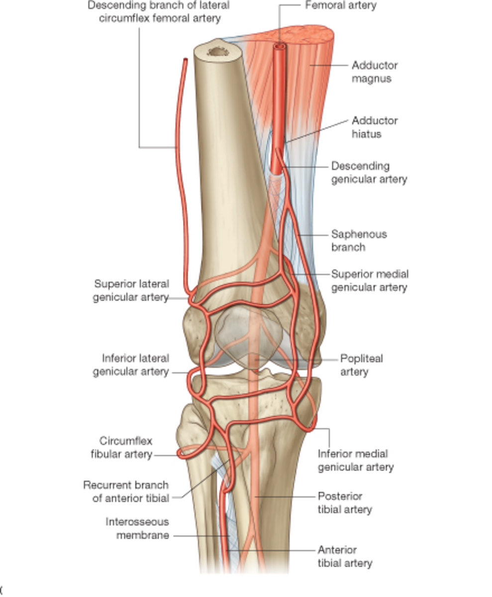 Anatomy Of The Knee Bones