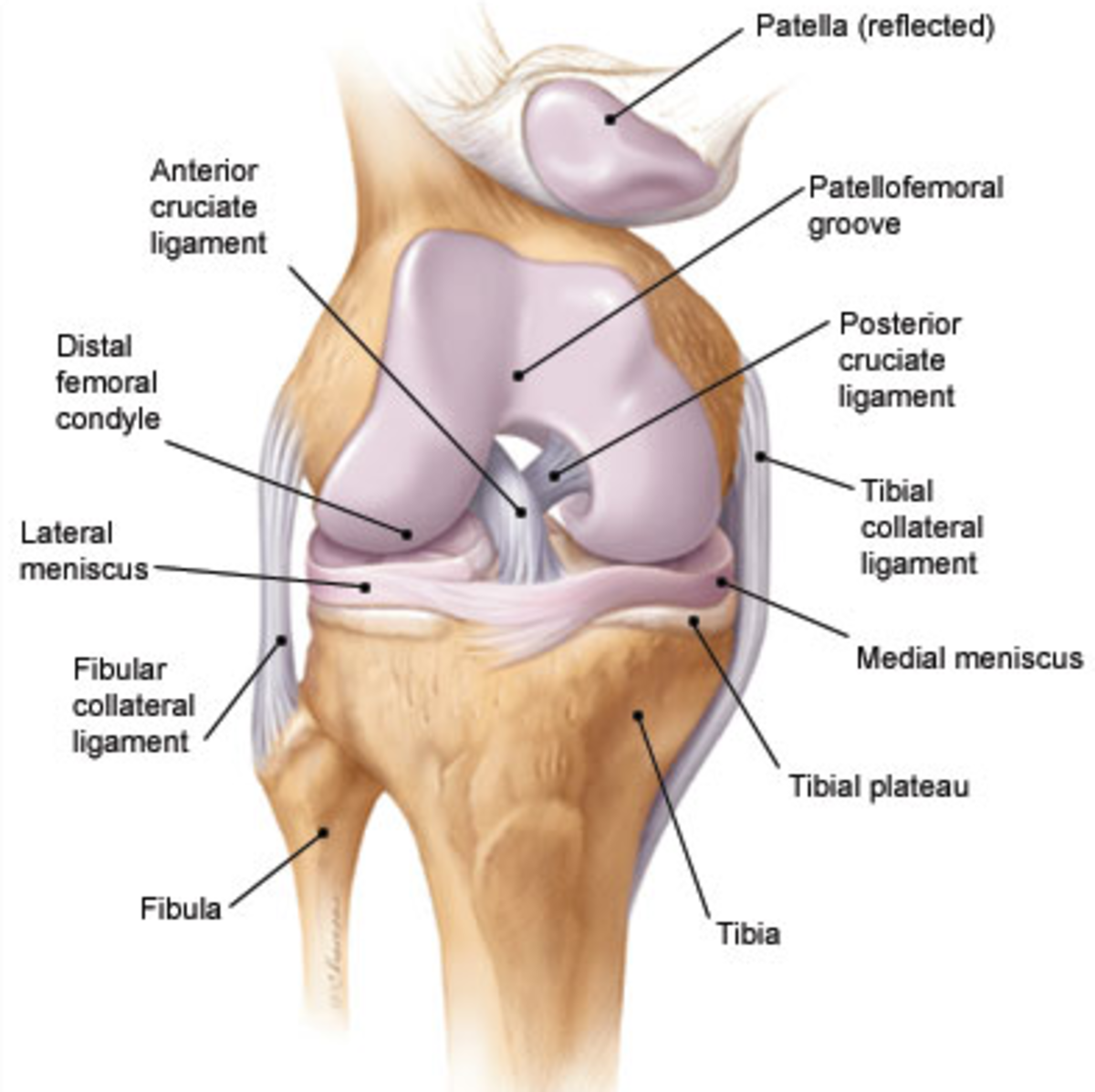 Anatomy of the knee (Bones Muscles Arteries Veins Nerves)