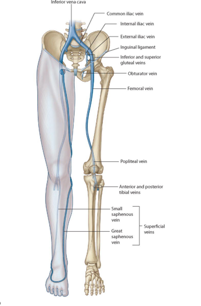 anatomy-of-the-knee-bones-muscles-arteries-veins-nerves