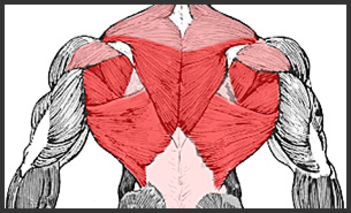 inverted-rows-to-build-your-back-muscles