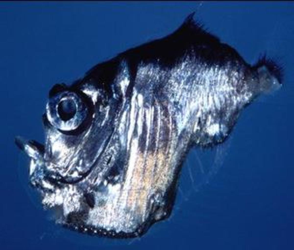 Deep Sea (Marine) Hatchet Fishes