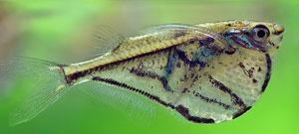 Marbled Hatchetfish (Marble Hatchet Fish)
