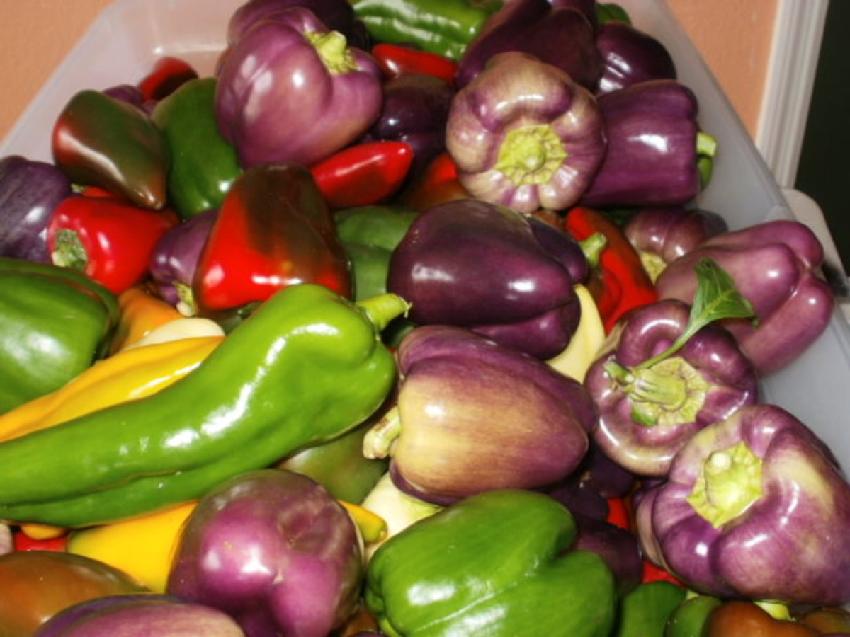Assorted peppers from The Farm at Rockledge.  I've never seen purple peppers before this ride-along.