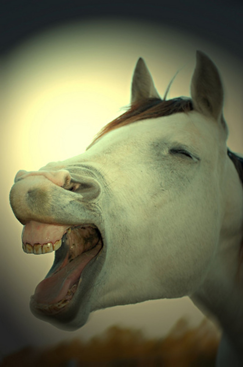 horse-semen-aphrodisiac