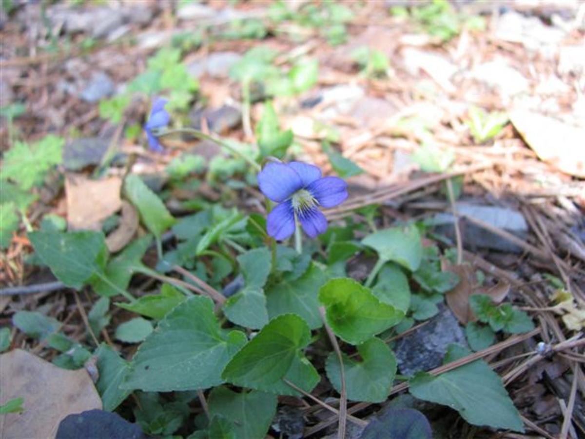One of the many varieties of native blue violas.