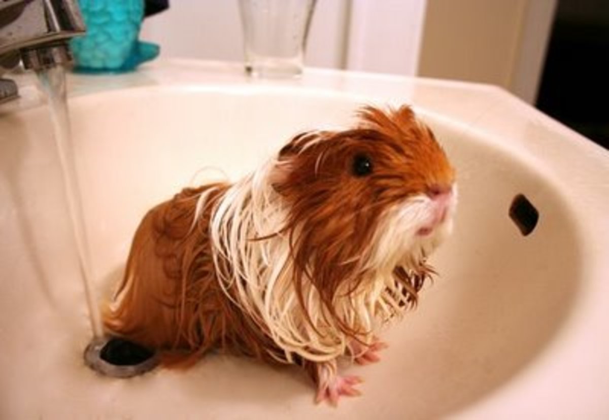 guinea-pig-sounds-and-what-they-mean