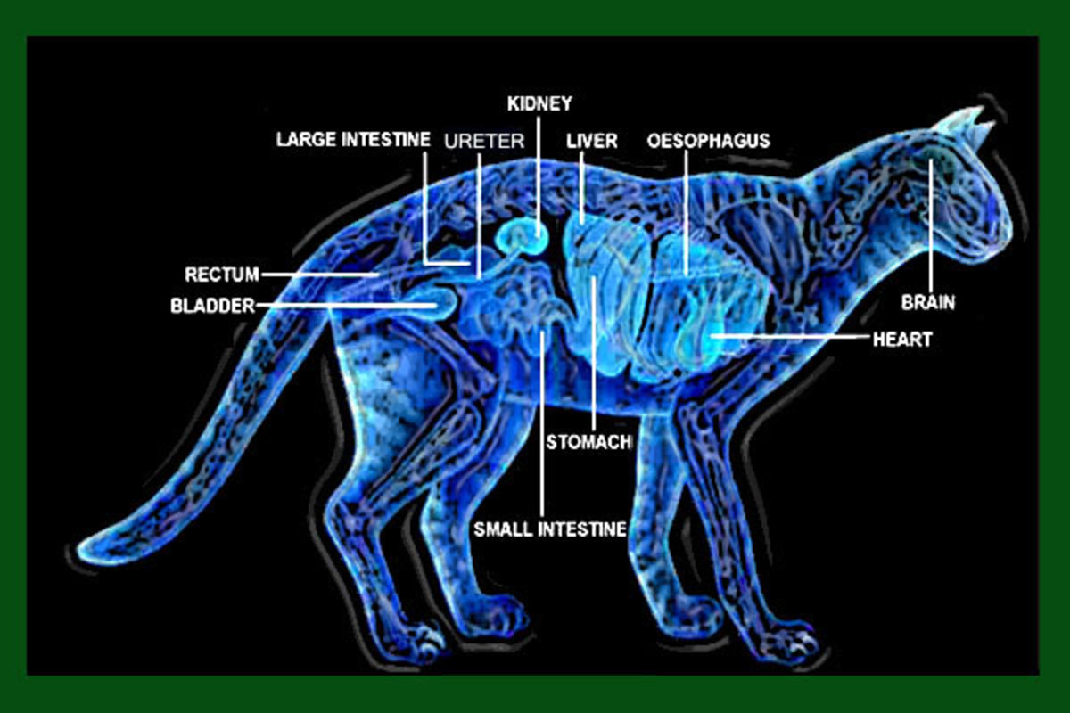 Cat anatomy. Строение кошки. Внутренние органы кошки. Строение кошки анатомия. Внутреннее строение кошки.