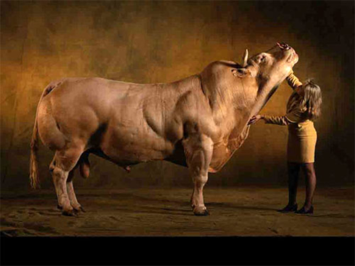 bison-beefalo-or-belgian-blue-angus-cattle-genetics-industry-evolves