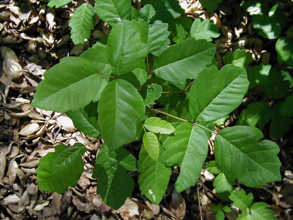 Poison Oak