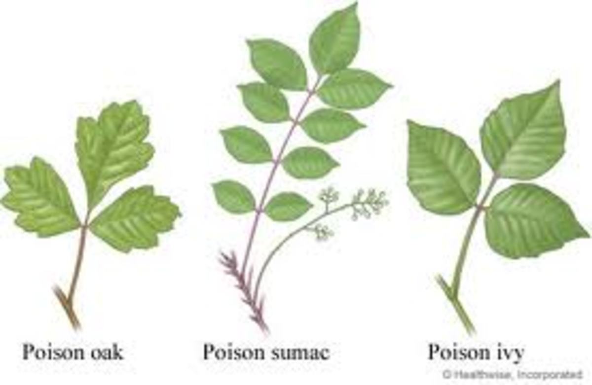 Poison Ivy Rash Heals More With A Day at the Swimming Pool - HubPages
