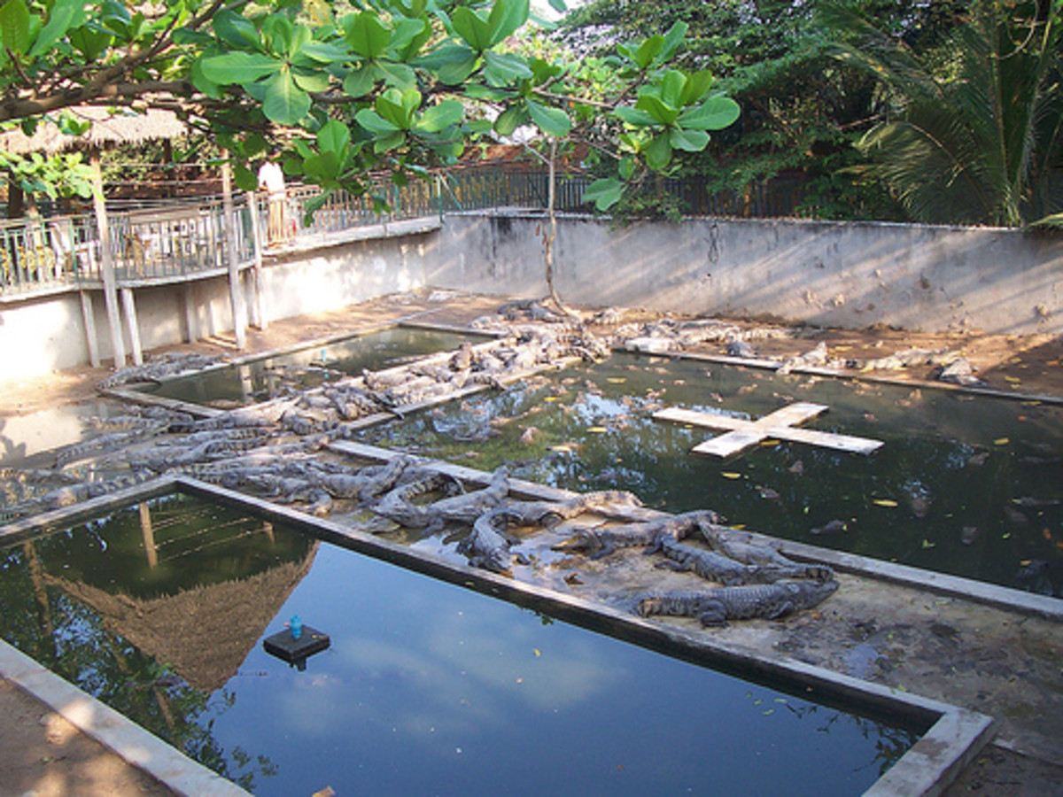 angkor-zoo