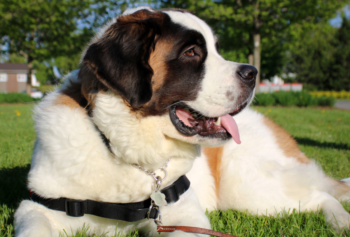 What a St. Bernard Dog Can Bring To Your Family?