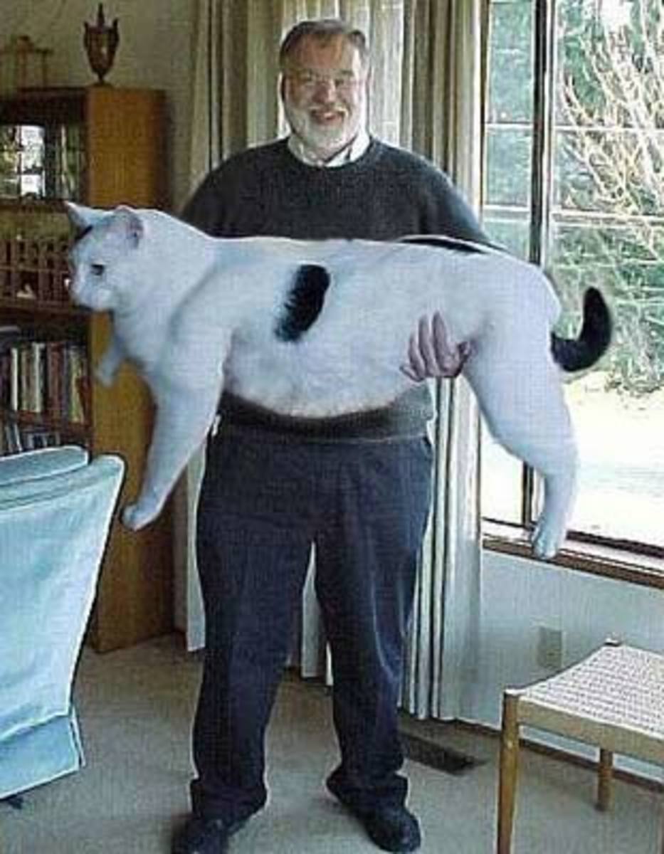 Cow Cats  -  The New Feline Breed!