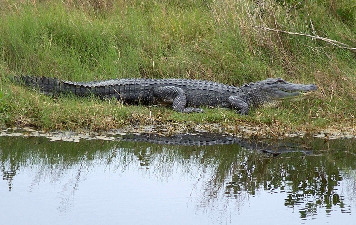 Alligator in Florida.