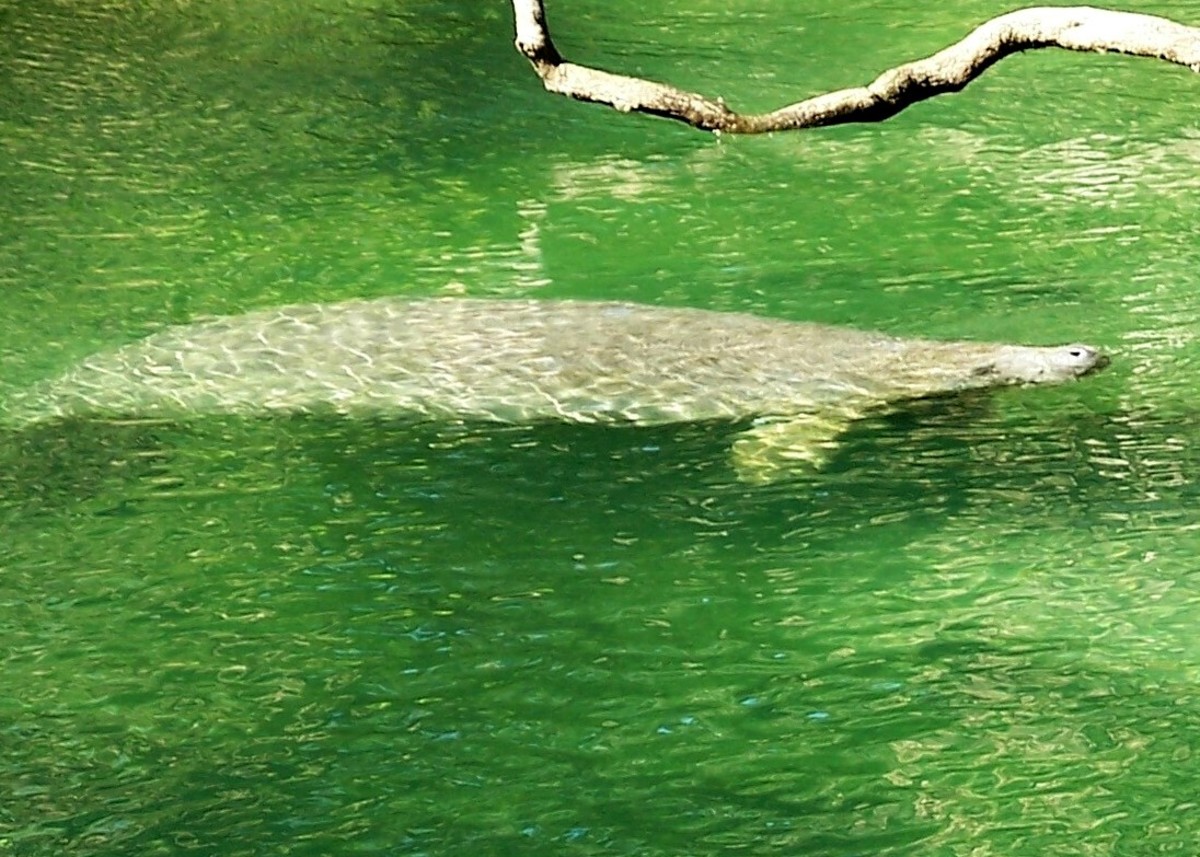 Manatee at Blue Springs State park.
